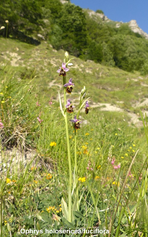 Prime fioriture di orchidee sui Monti della Laga  giugno 2021.